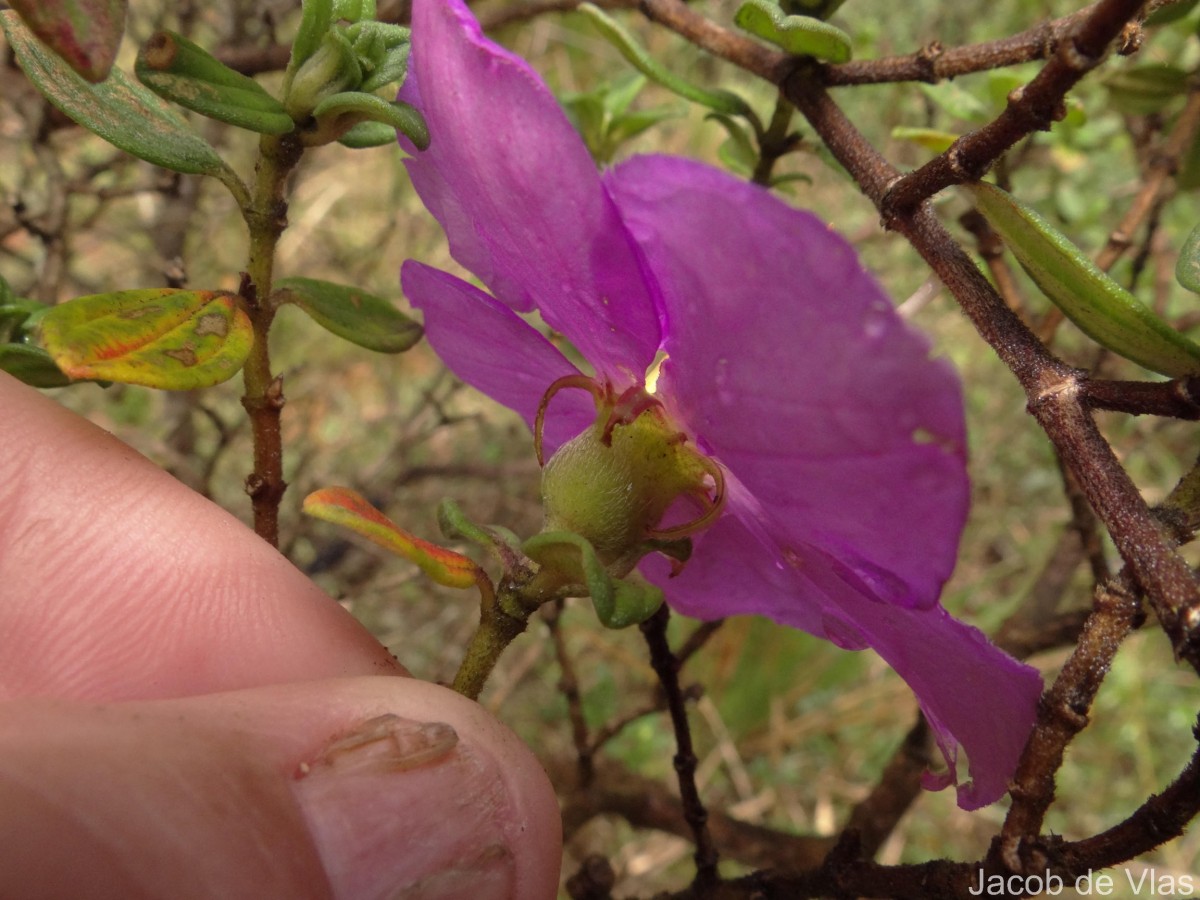 Osbeckia walkeri Arn.